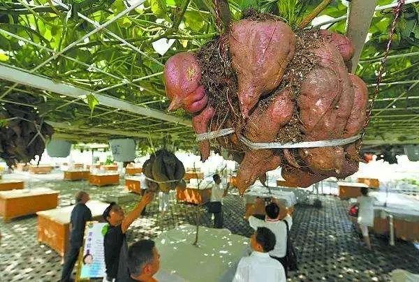 当农业遇上黑科技,保准你没见过