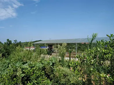 泽润猪场
