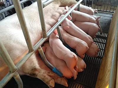 分娩舍