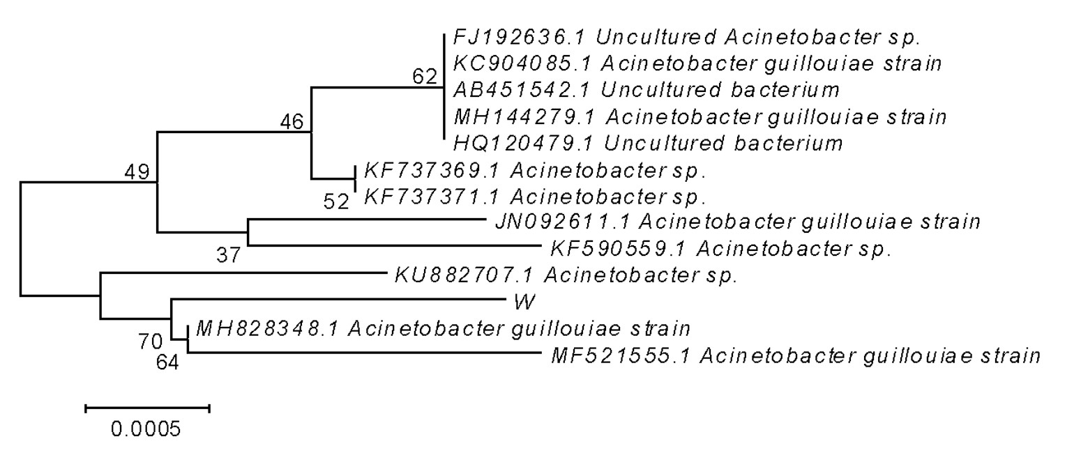 图1 细菌W的16S rDNA全序列的系统发育树