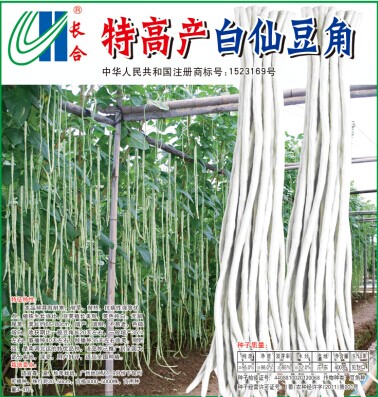 特高产白仙豆角种