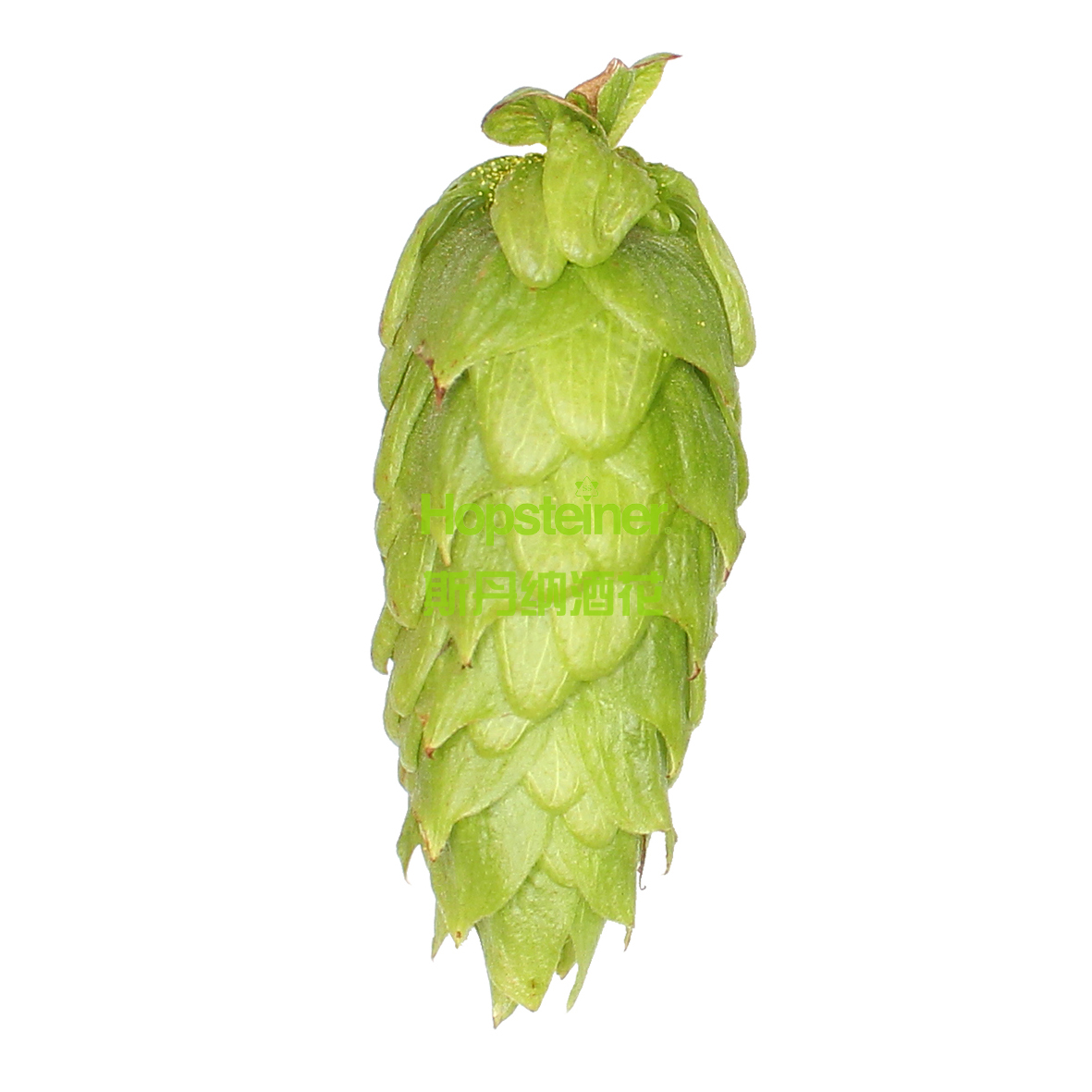 Sorachi Ace 宋词