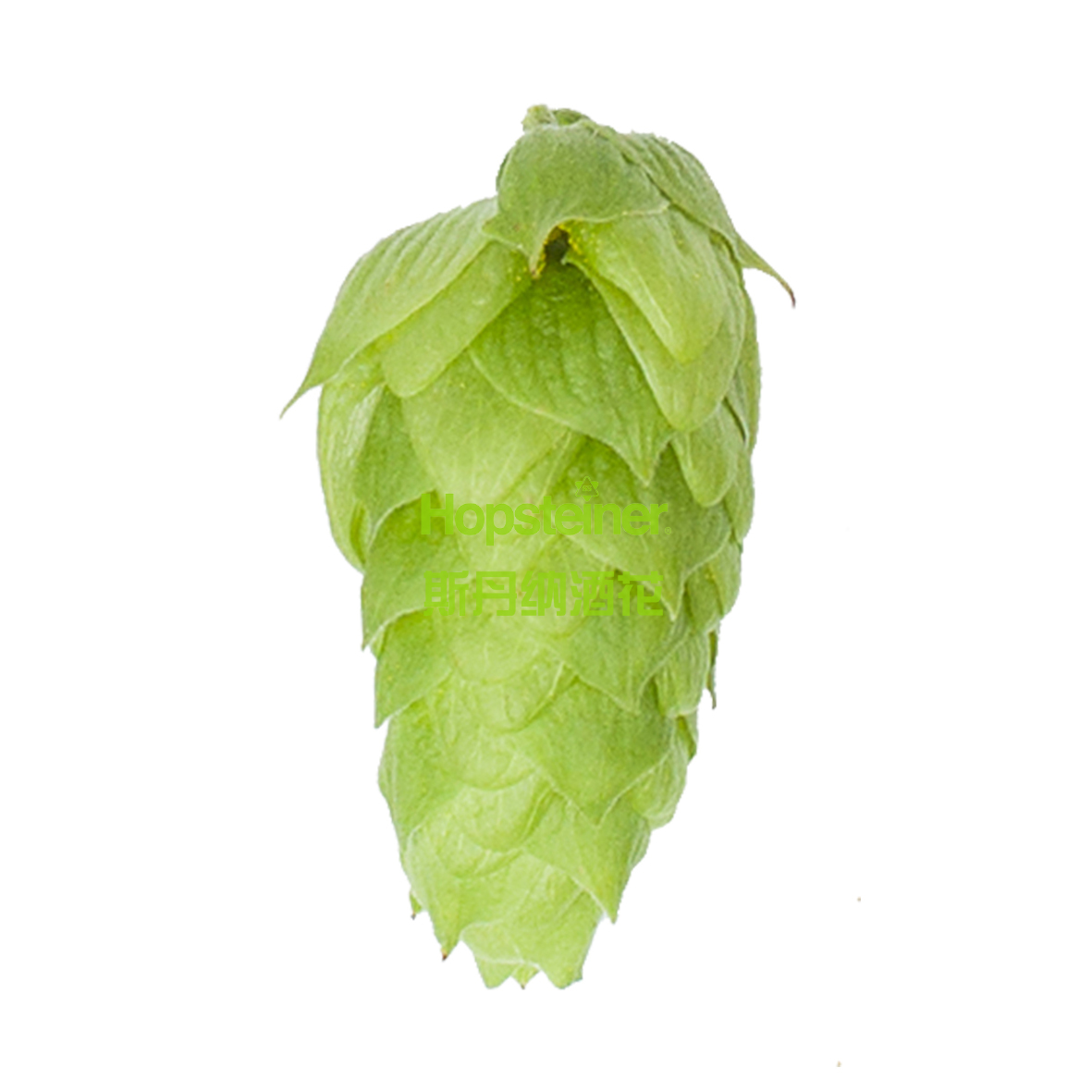 Hüll Melon 甜瓜