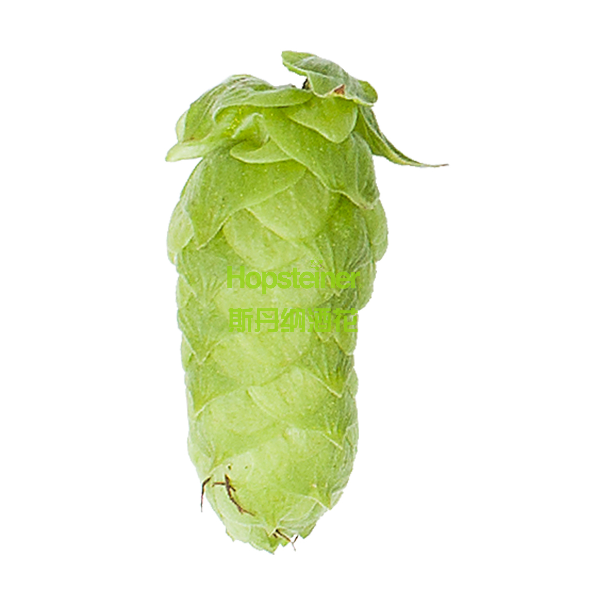 Mandarina Bavaria 柑橘