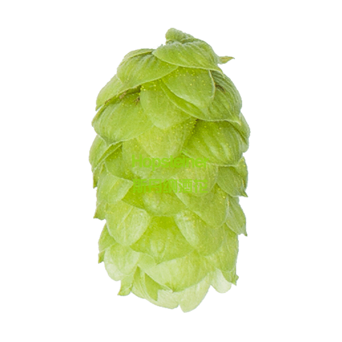 Bramling Cross 十字燕雀