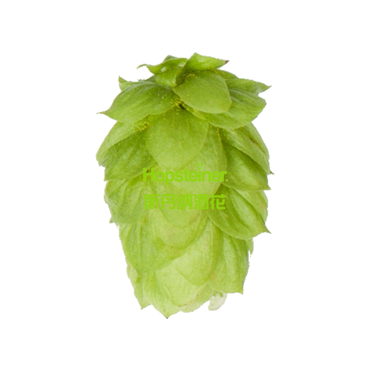Whitbread Golding 惠特布雷德戈尔丁
