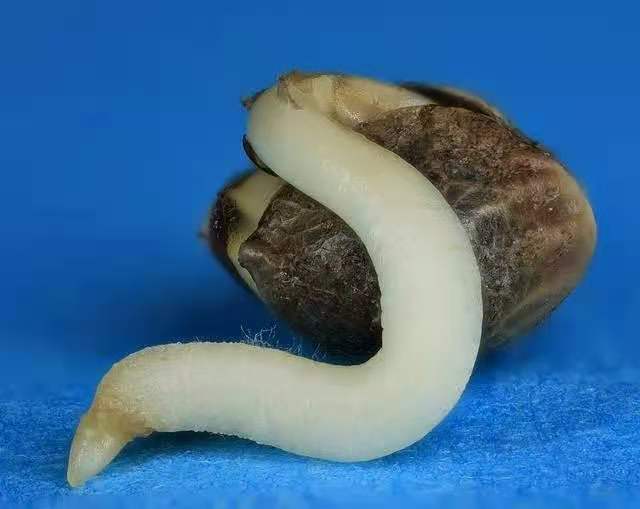 面膜加工厂