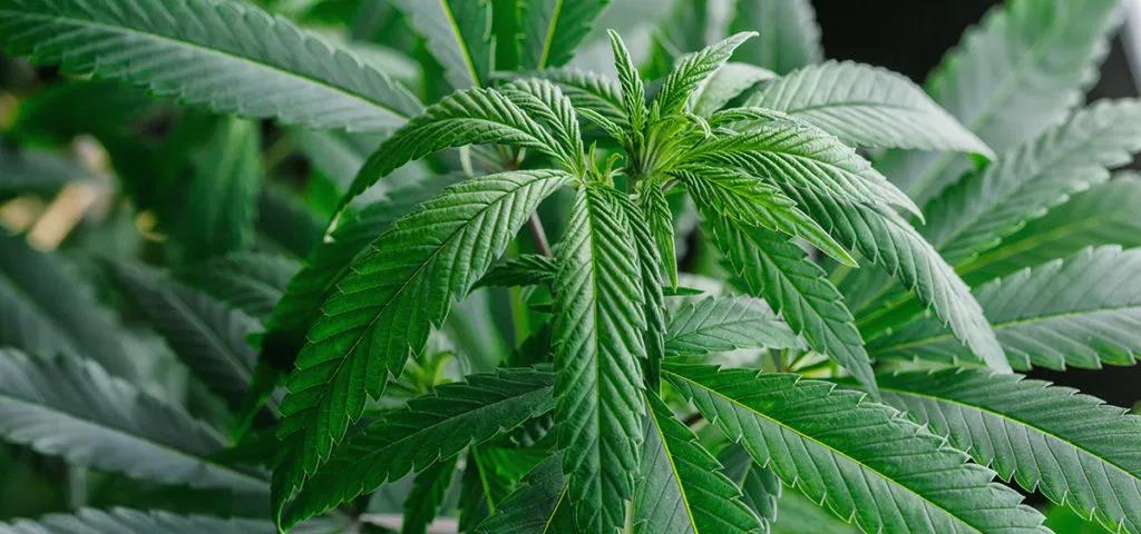 面膜一站式oem
