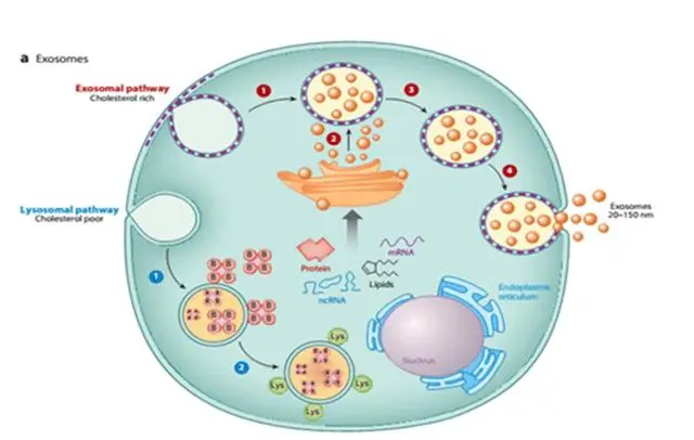 药妆化妆品厂家