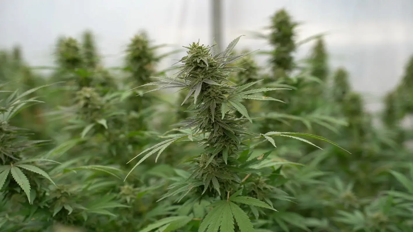 化妆品贴牌加工厂家