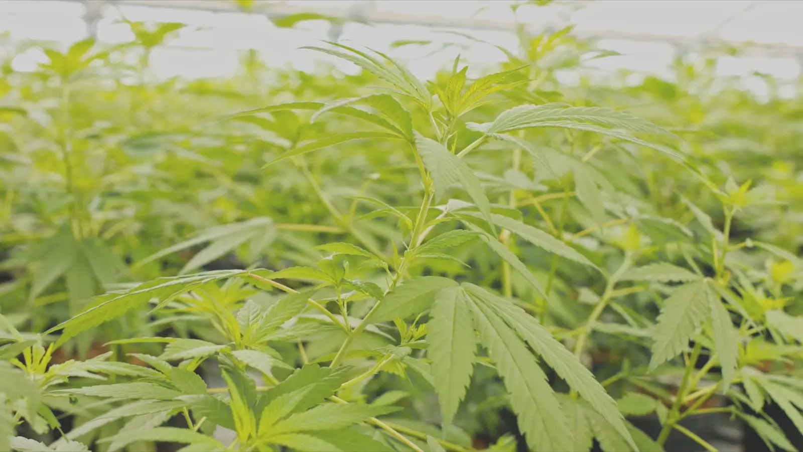 制作化妆品的厂家