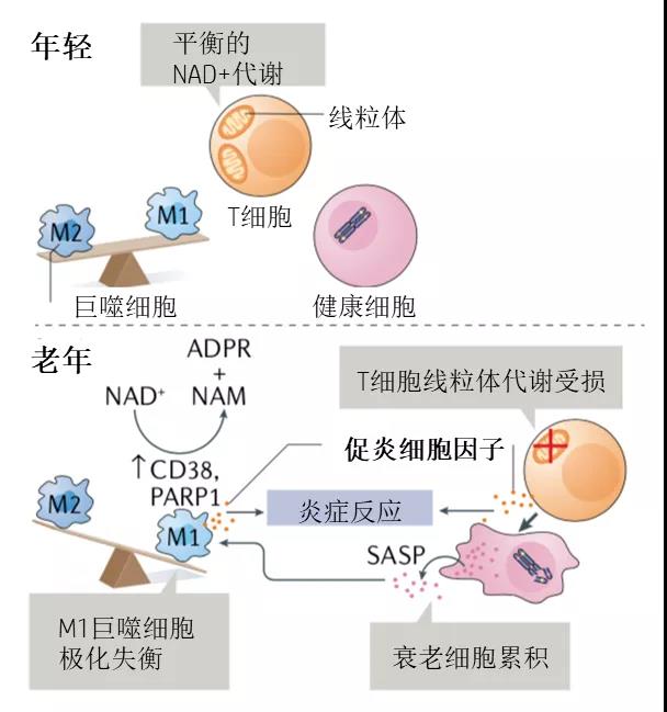 面膜的oem