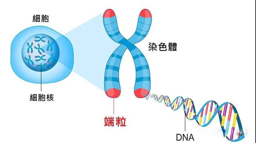 面膜加工厂