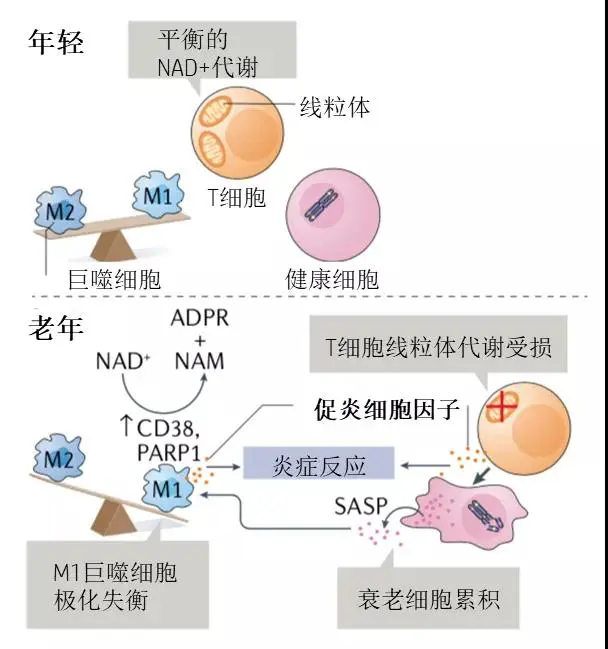 化妆品生产厂家