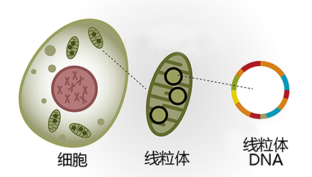 广东面膜oem加工厂