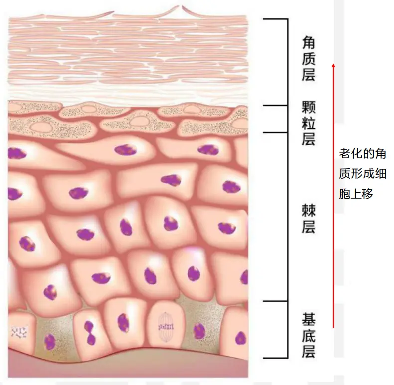 化妆品专业线厂家