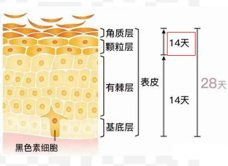 化妆品的厂商