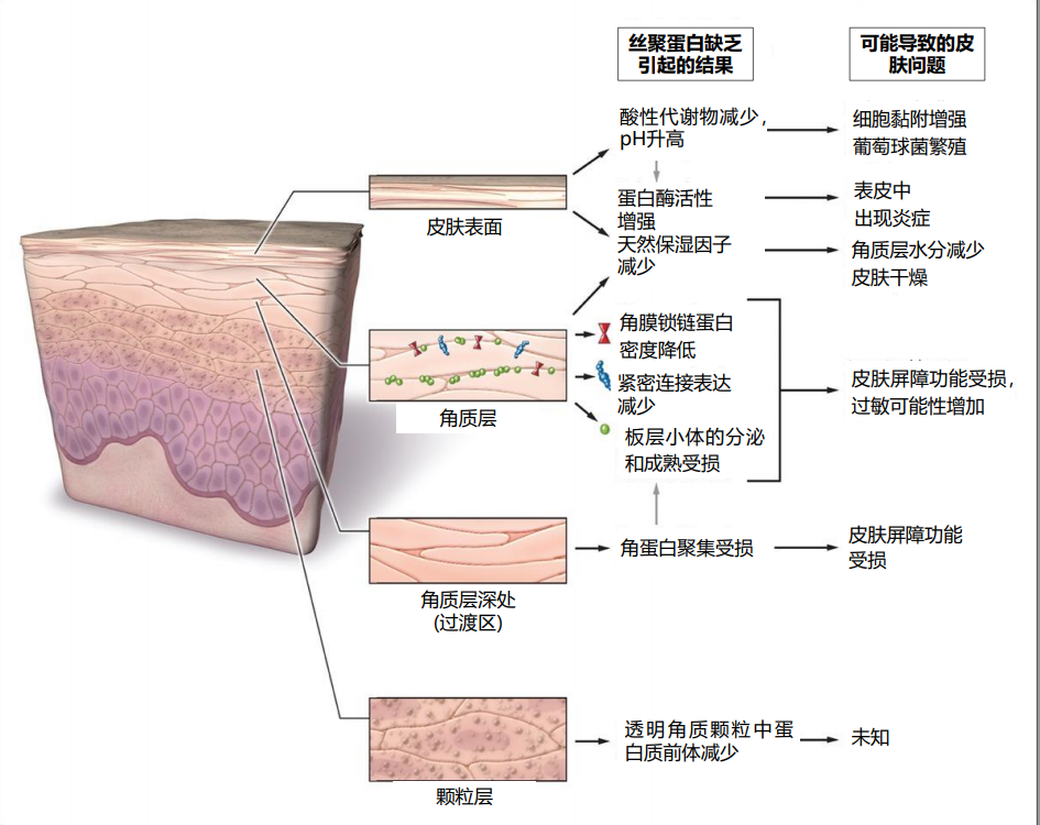 描述皮肤修复是指角质形成细胞,成纤维细胞,免疫细胞和血管细胞等多种