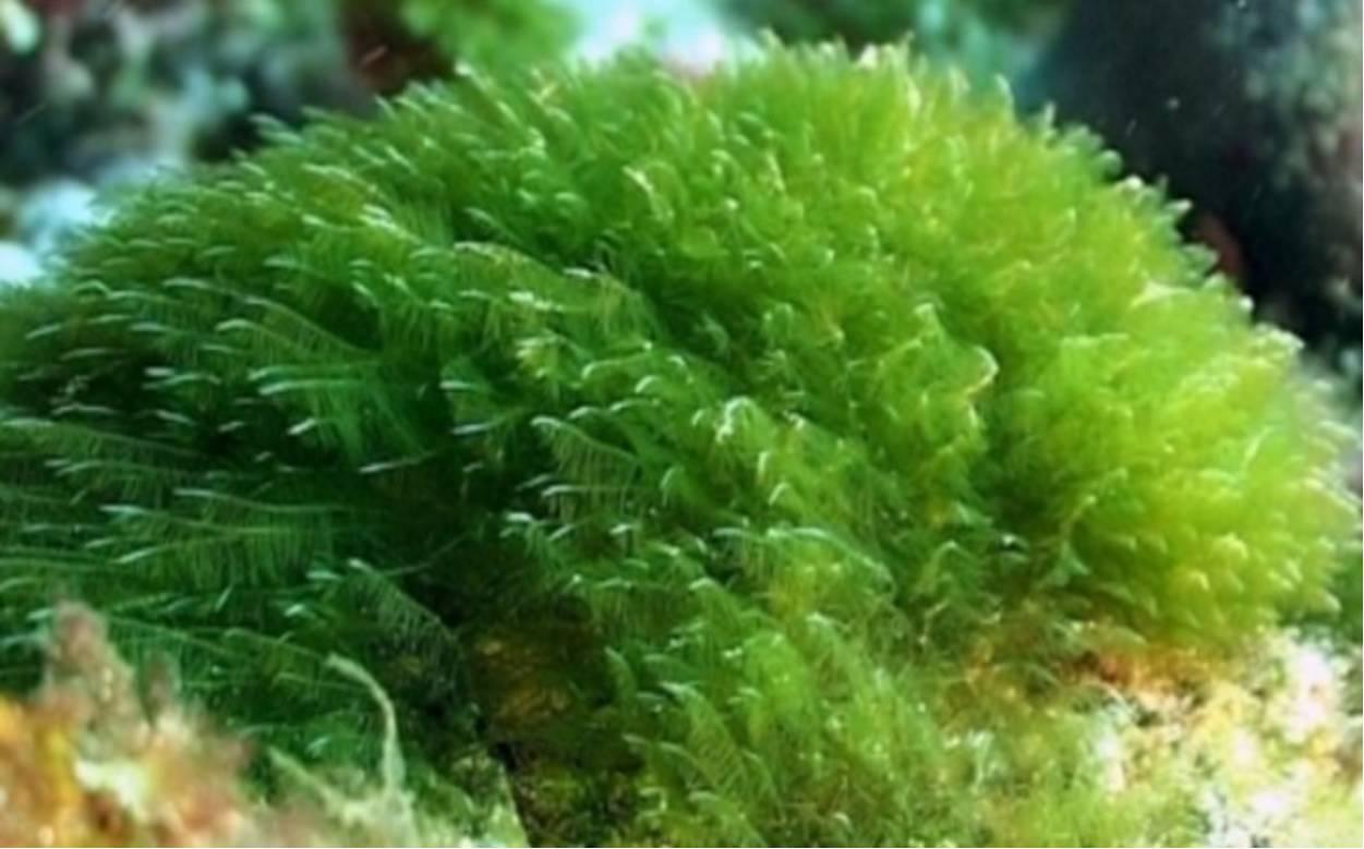 oem海藻面膜