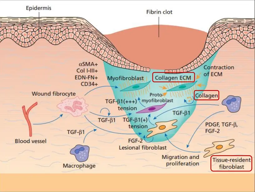 化妆品的生产商