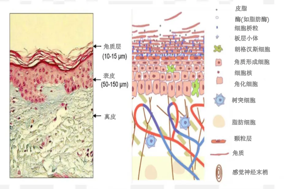 化妆品代工厂家