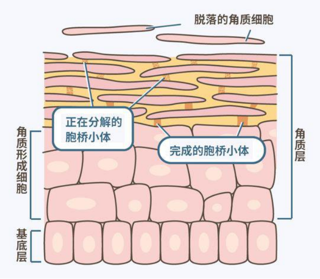 化妆品代工oem厂家