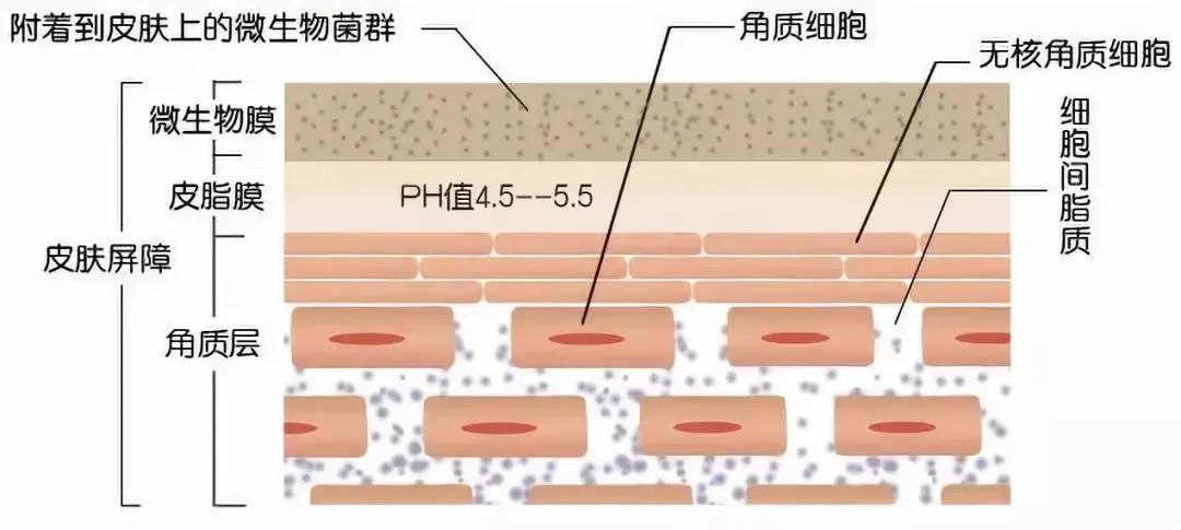 化妆品公司代加工价格