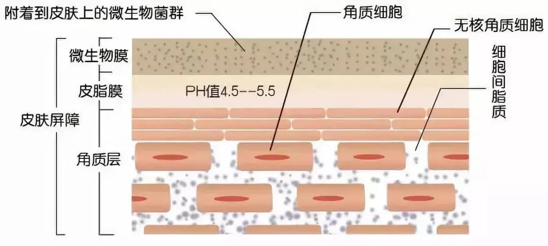 男士化妆品厂家