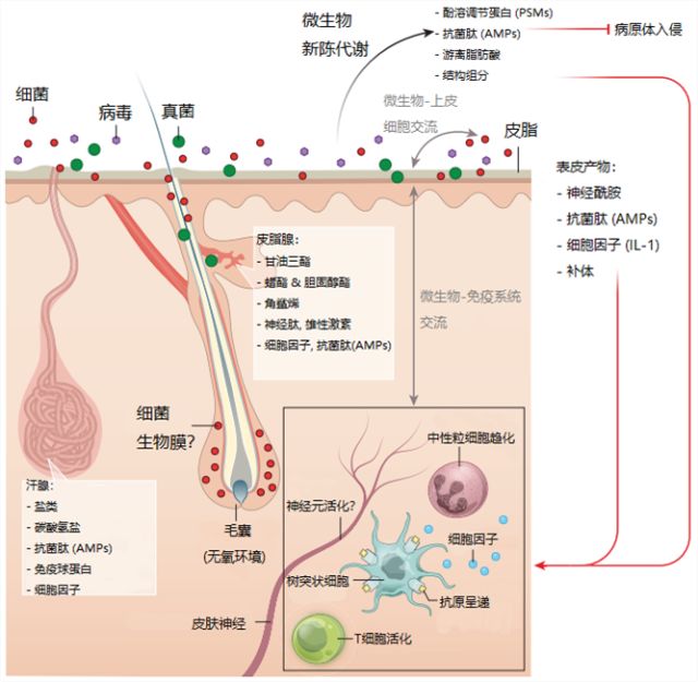 祛皱修复面膜厂家