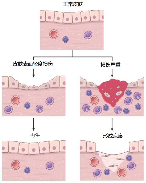 修护面膜生产厂家
