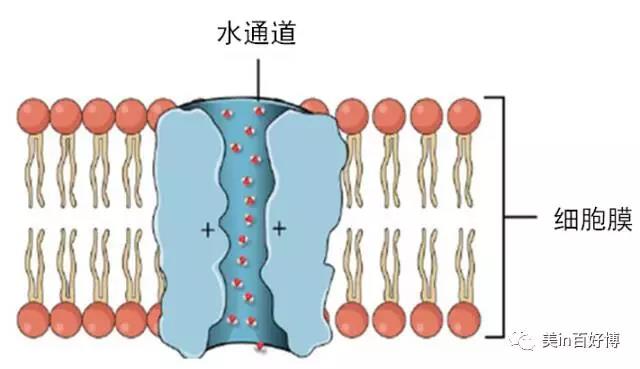 补水面膜加工