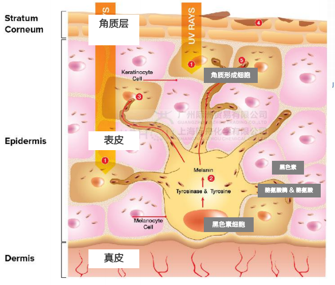 美白面膜加工厂