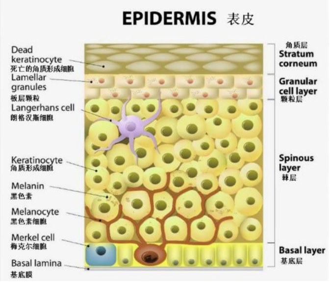 oem化妆品比较好的厂家