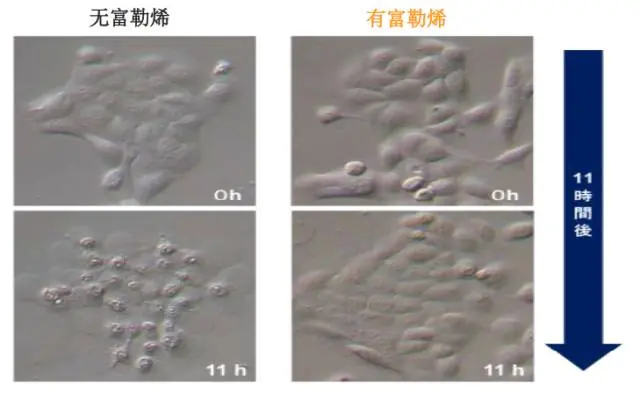 化妆品原液代加工