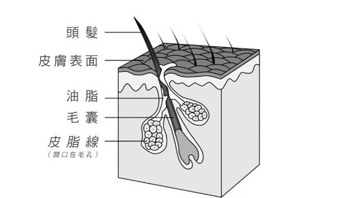 化妆品odm价格
