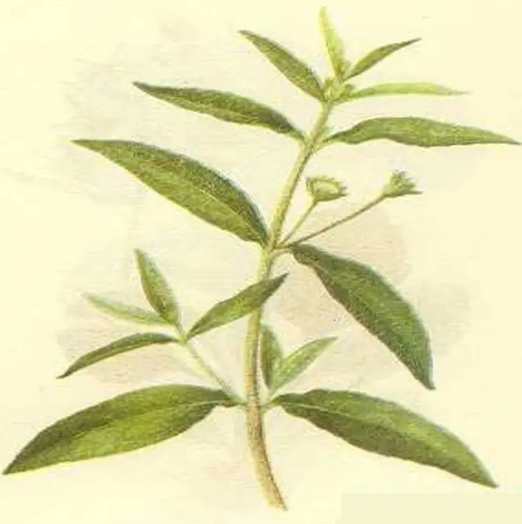 植物育发液oem