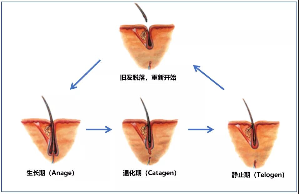 生发产品厂家