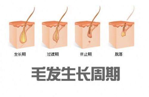 毛发育发液定做