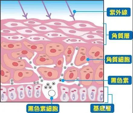 化妆品龙头厂家