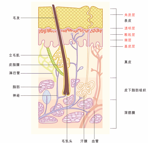 寻找化妆品oem厂家