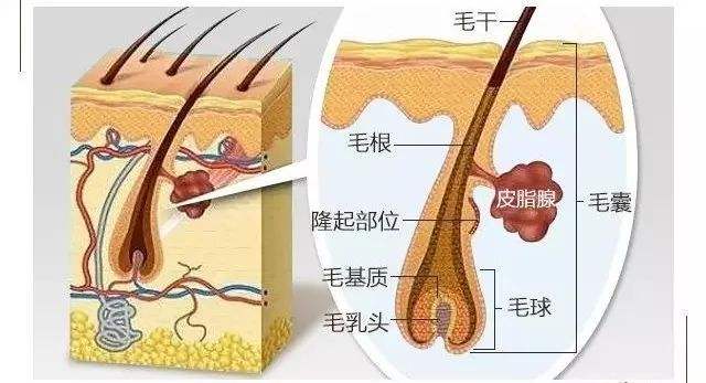 正常毛囊皮脂腺 阴囊图片