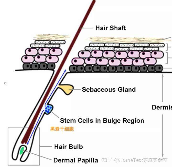 有效果的生发产品