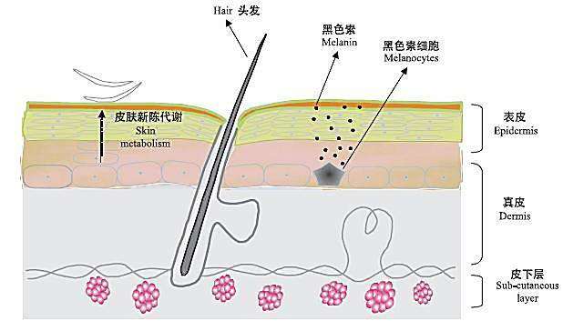 头发快速生长液