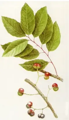 护发生发液厂家