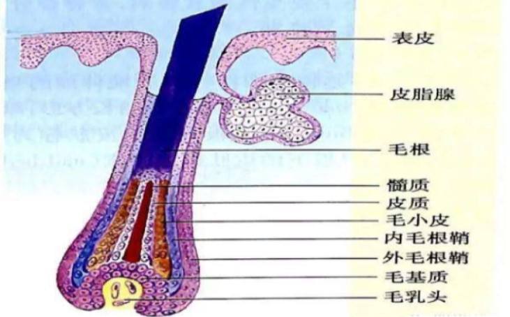 最新生发产品