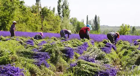 防脱生发产品哪个好