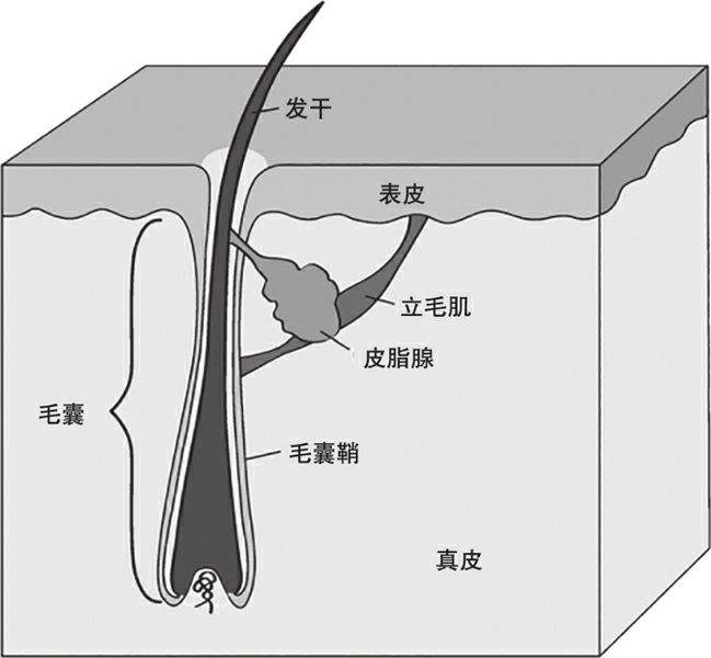 防脱育发