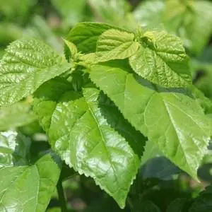 加工生产生发产品厂家