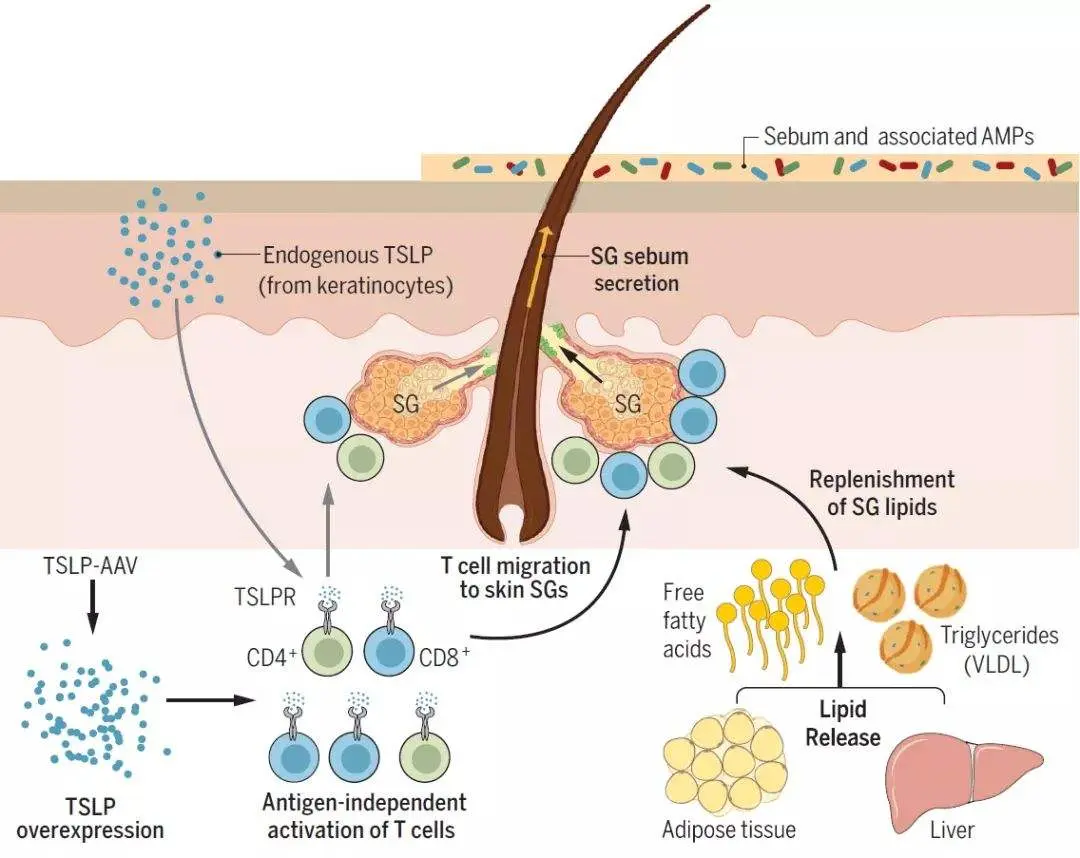 生发最快最有效产品