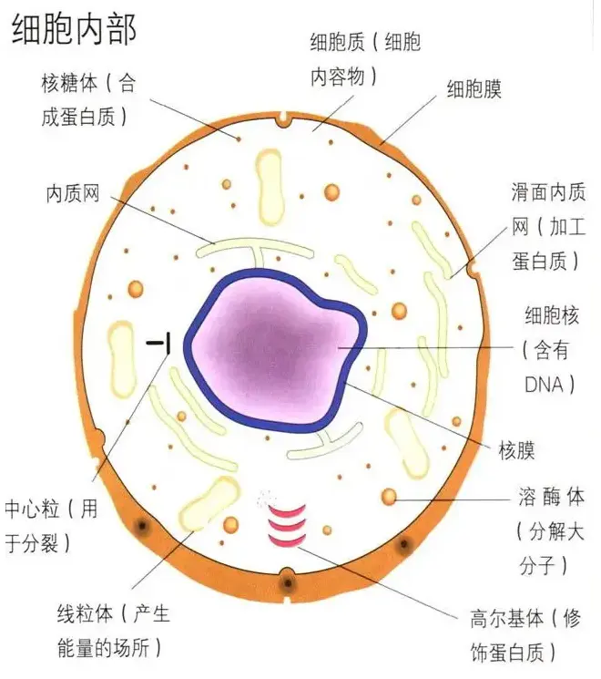 去哪找化妆品厂家,